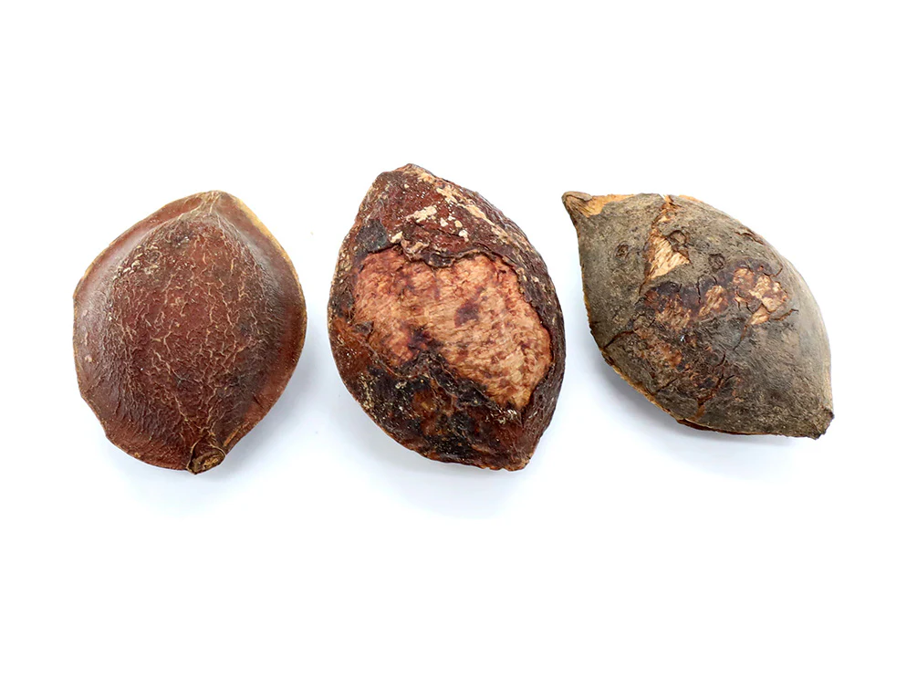 Indian Catappa Seed Pods - Nestor' Aquariums & Pets