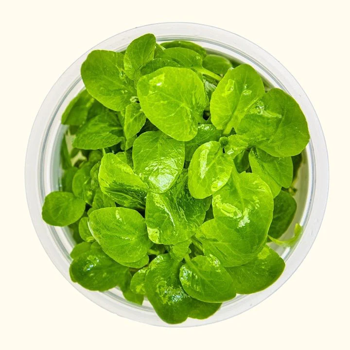Lobelia cardinalis 'Mini' Tissue Culture - Nestor' Aquariums & Pets