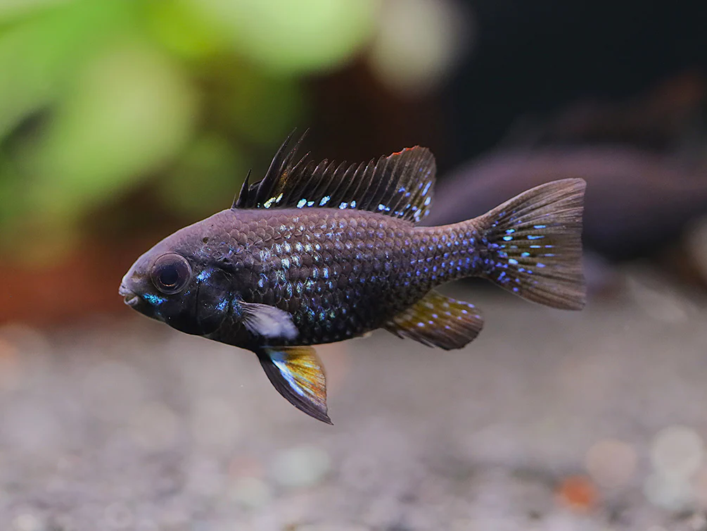 Jet Black Ram Cichlid (Mikrogeophagus ramirezi var. “Jet Black”) - Tank Bred - Nestor' Aquariums & Pets