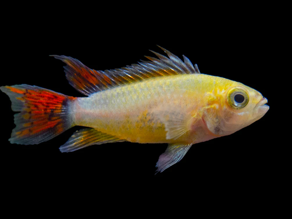 Platinum Double Red Cockatoo Dwarf Cichlid (Apistogramma cacatuoides) - TANK-BRED!!! - Nestor' Aquariums & Pets