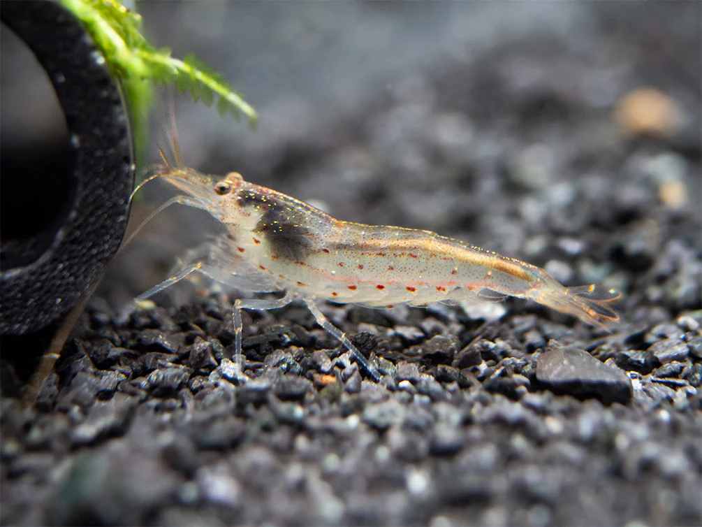 Amano AKA Yamato Shrimp (Caridina multidentata), CAPTIVE-BRED! - Nestor' Aquariums & Pets
