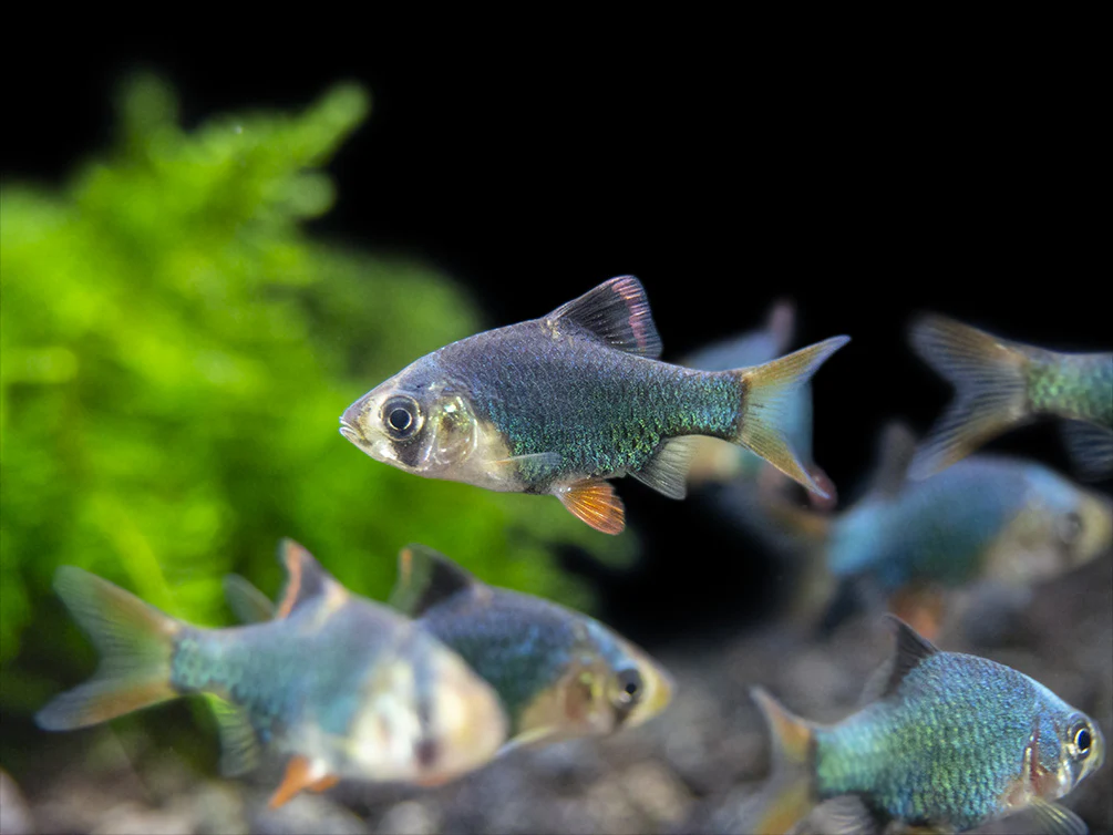 Green Tiger Barb (Puntigrus tetrazona), Tank-Bred - Nestor' Aquariums & Pets