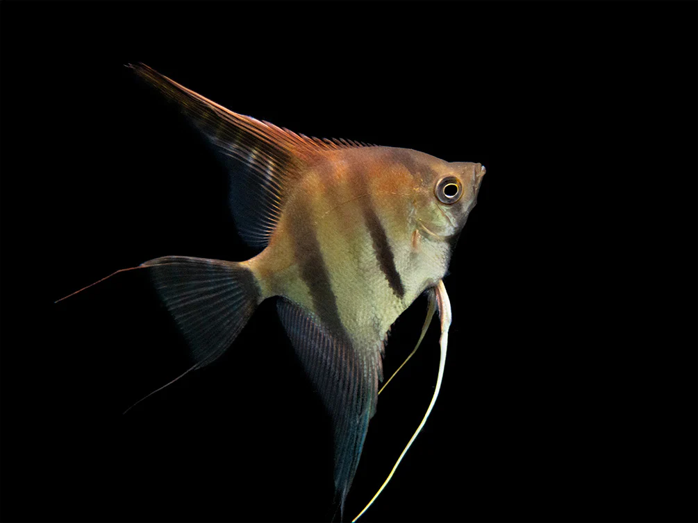 Red Shoulder Manacapuru Angelfish (Pterophyllum scalare) - TANK-BRED!!! - Nestor' Aquariums & Pets