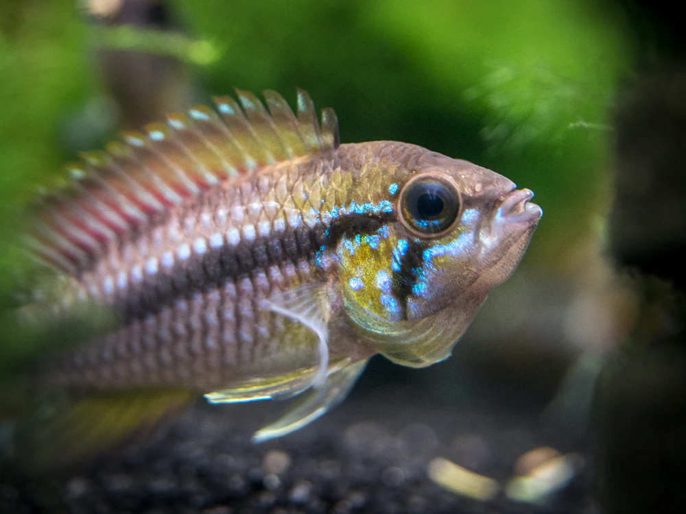 Alenquer Agassizi's Dwarf Cichlid (Apistogramma cf. agassizii) - Tank-Bred! - Nestor' Aquariums & Pets