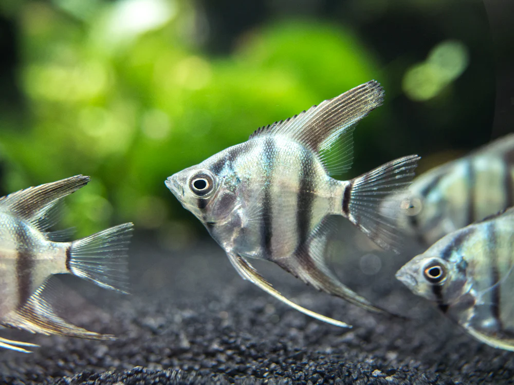 Blue Zebra Angelfish (Pterophyllum scalare), Tank Bred - Nestor' Aquariums & Pets