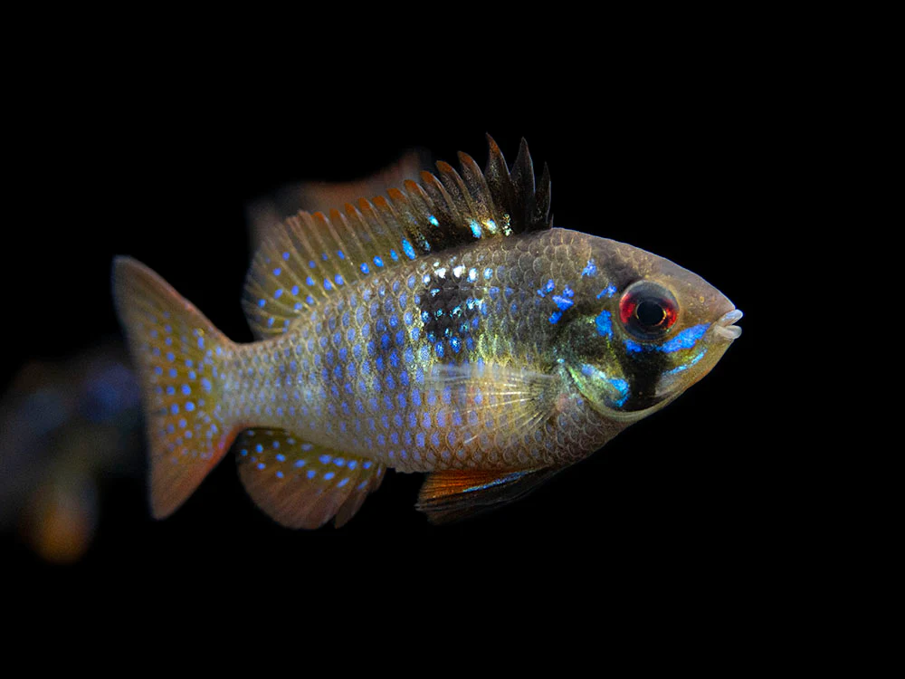 German Black Ram Dwarf Cichlid (Mikrogeophagus ramirezi 