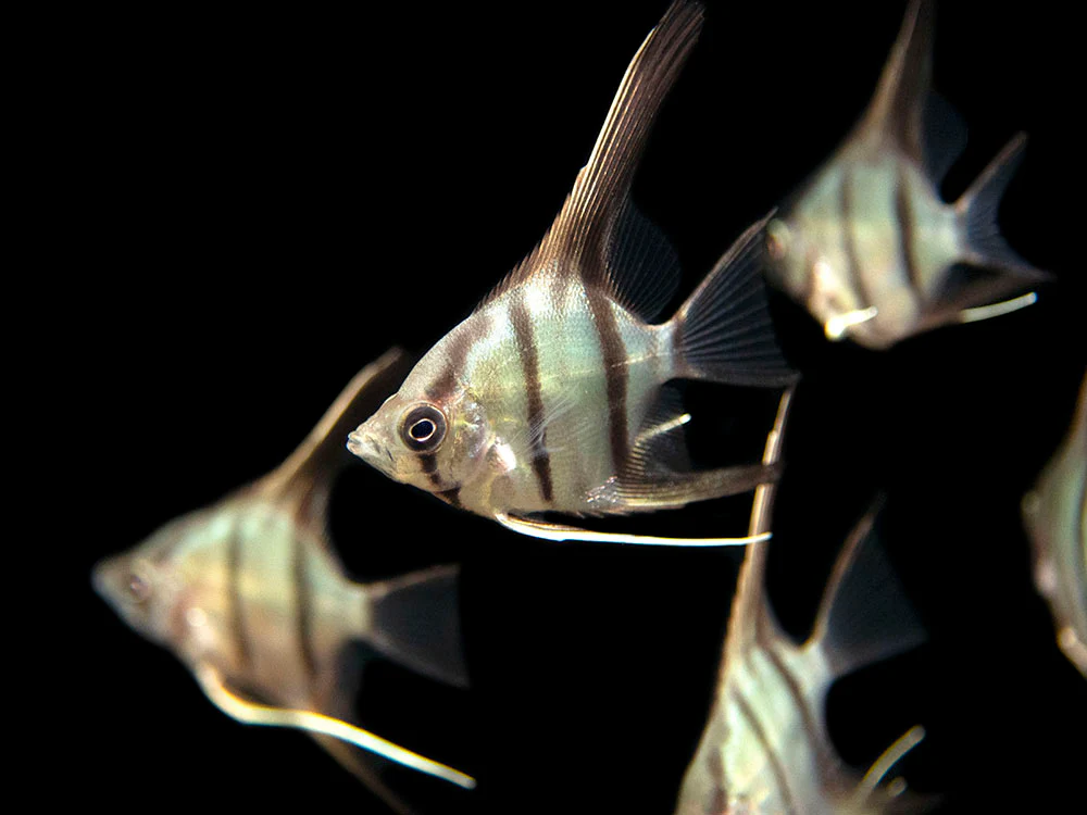 Red Shoulder Manacapuru Angelfish (Pterophyllum scalare) - TANK-BRED!!! - Nestor' Aquariums & Pets