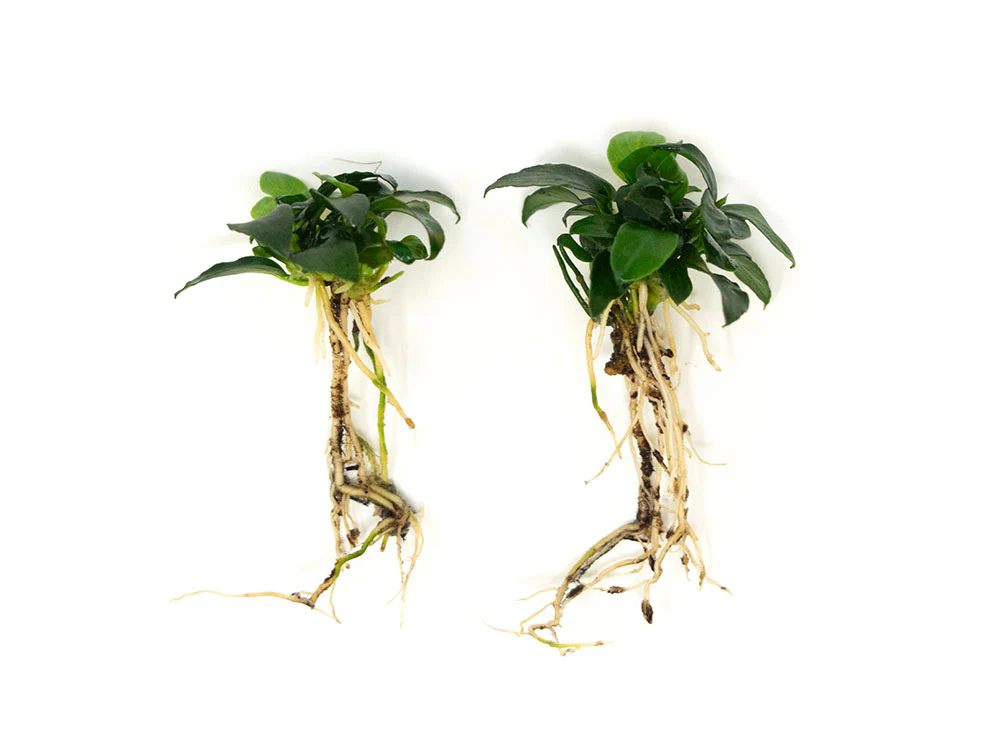 Petite Anubias Nana (Anubias barteri var. “Petite Nana”), Bare Root - Nestor' Aquariums & Pets