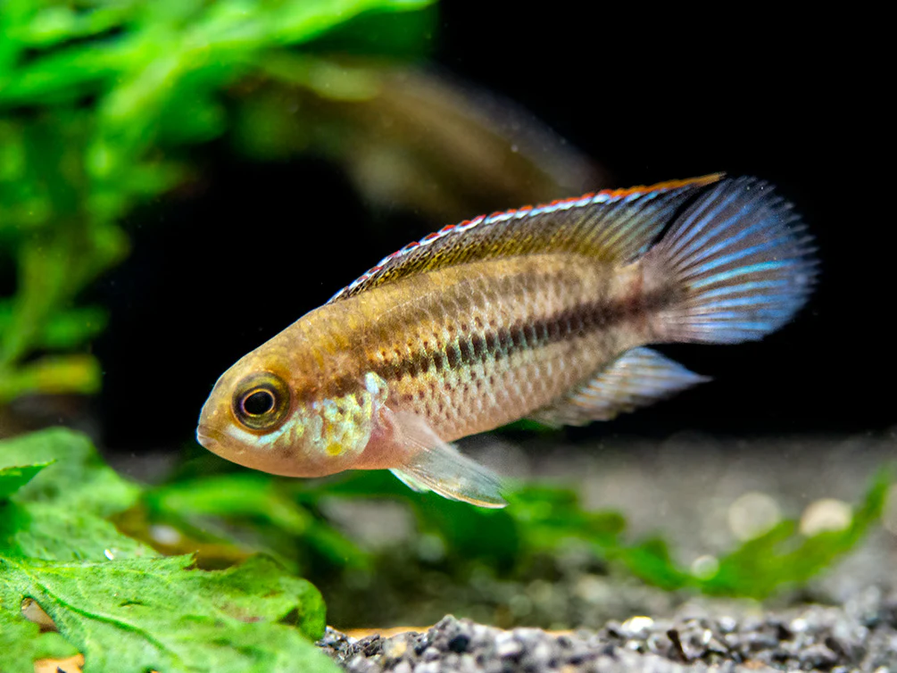 Golden Dwarf Cichlid (Nannacara anomala), - Tank Bred - Nestor' Aquariums & Pets
