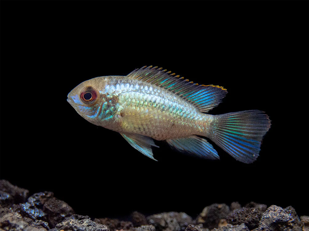 Electric Blue Acara Cichlid (Andinoacara pulcher hybrid), USA-Bred - Nestor' Aquariums & Pets