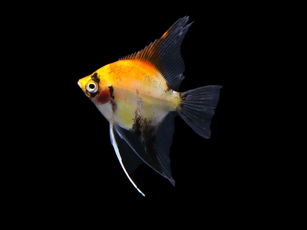 Red Devil Angelfish (Pterophyllum scalare 'Red Devil') - Tank Bred - Nestor' Aquariums & Pets