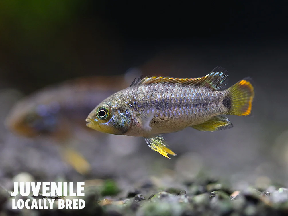 Panda Dwarf Cichlid (Apistogramma nijsseni) - Nestor' Aquariums & Pets