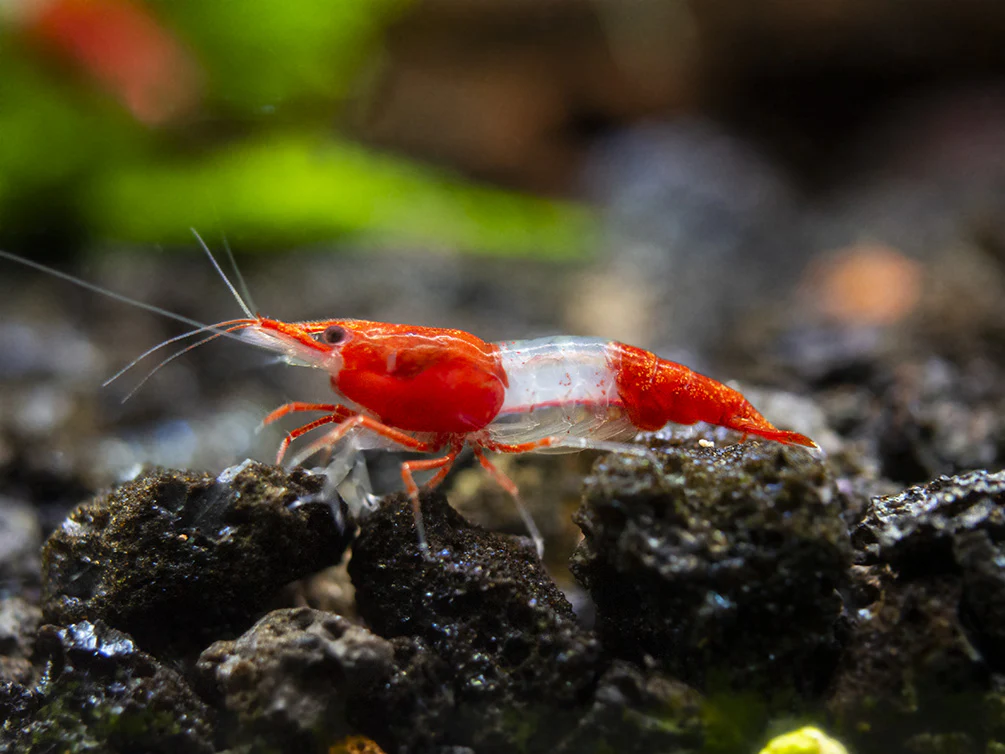 Red Rili Shrimp Breeder Combo Box - Nestor' Aquariums & Pets