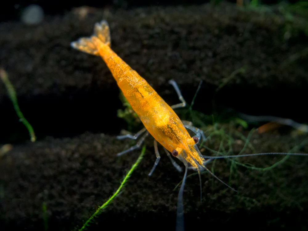 Orange Sakura Shrimp Breeder Combo Box - Nestor' Aquariums & Pets