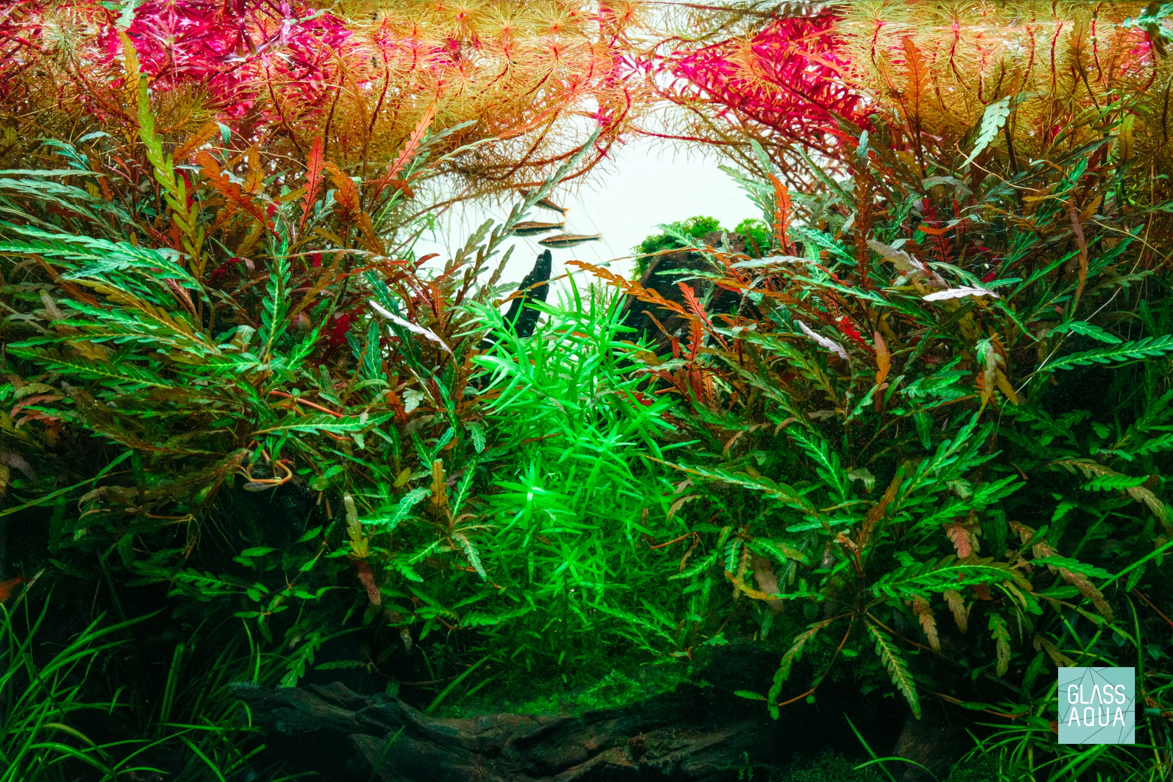 Build Your Own Canister Filter System - Nestor' Aquariums & Pets