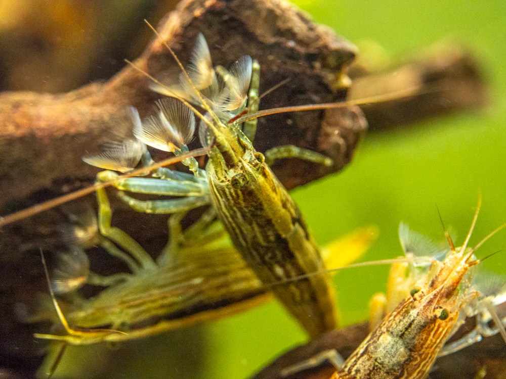LARGE Bamboo Shrimp (Atyopsis spinipes) aka Singapore Flower Shrimp - Nestor' Aquariums & Pets