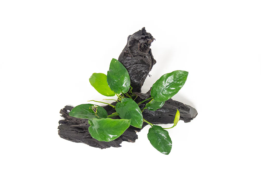 Anubias sp. on Driftwood - Nestor' Aquariums & Pets