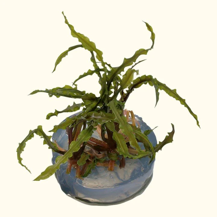 Cryptocoryne crispatula Tissue Culture - Nestor' Aquariums & Pets