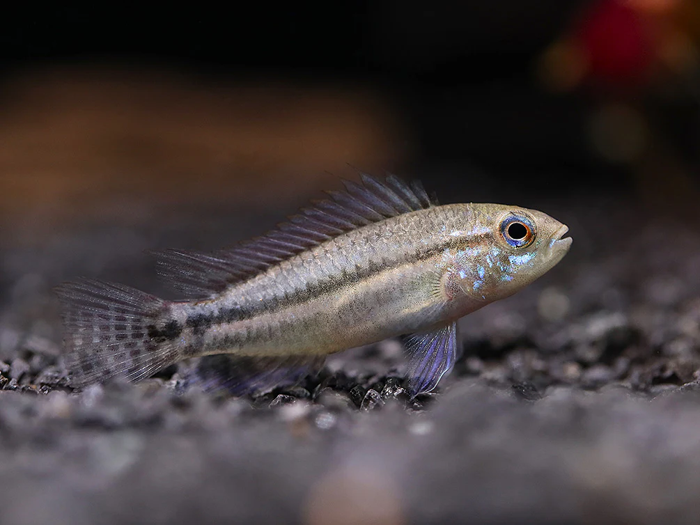Two-Striped Dwarf Cichlid (Apistogramma bitaeniata) – Tank-Bred - Nestor' Aquariums & Pets