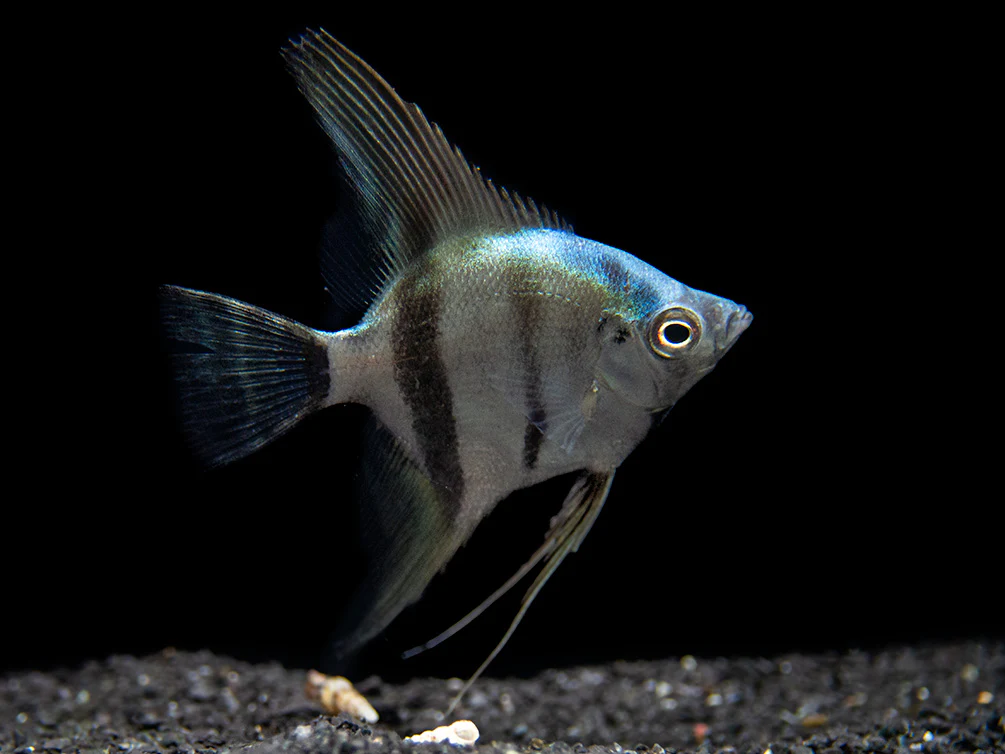 Blue Diamond Angelfish (Pterophyllum scalare) - Tank-Bred! - Nestor' Aquariums & Pets