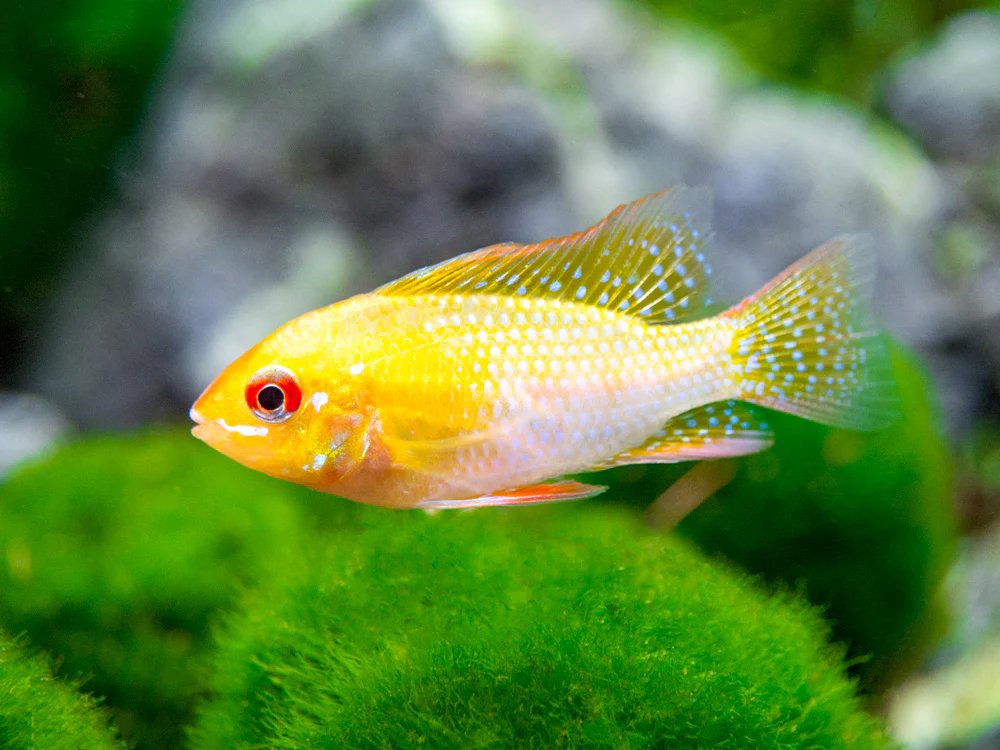 German Gold Ram Dwarf Cichlid (Mikrogeophagus ramirezi var. 