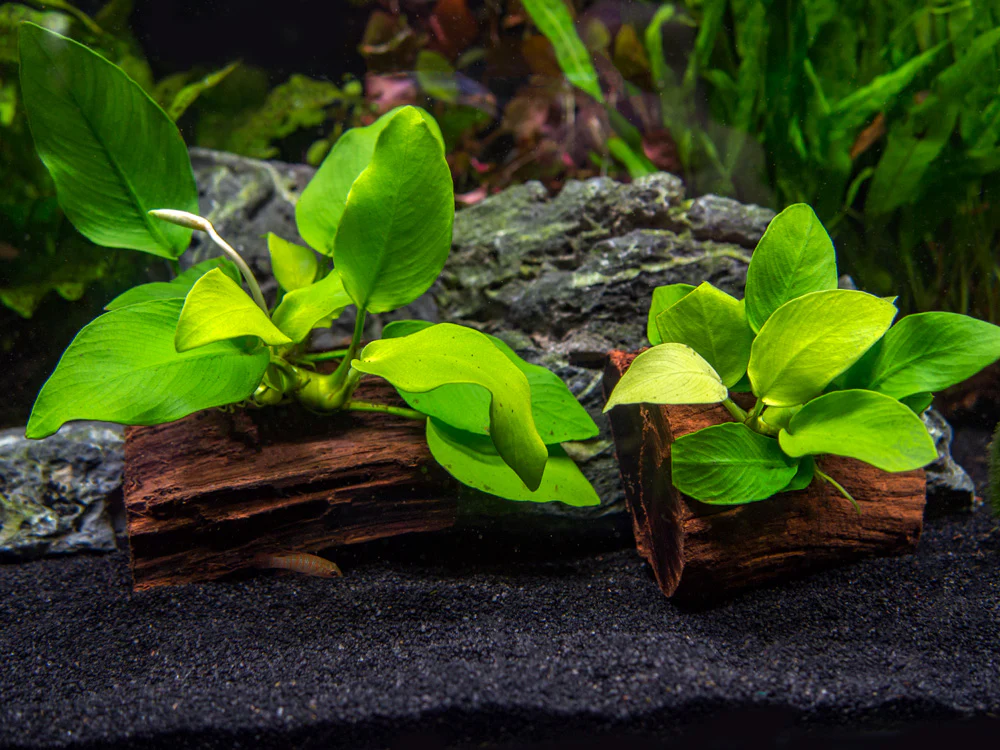 Golden Anubias Nana (Anubias barteri var. “Golden Nana”) on 3+ inch Driftwood - Nestor' Aquariums & Pets