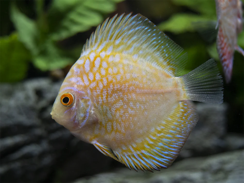 Dealer's Choice Discus (Symphysodon aequifasciatus), Tank-Bred - Nestor' Aquariums & Pets