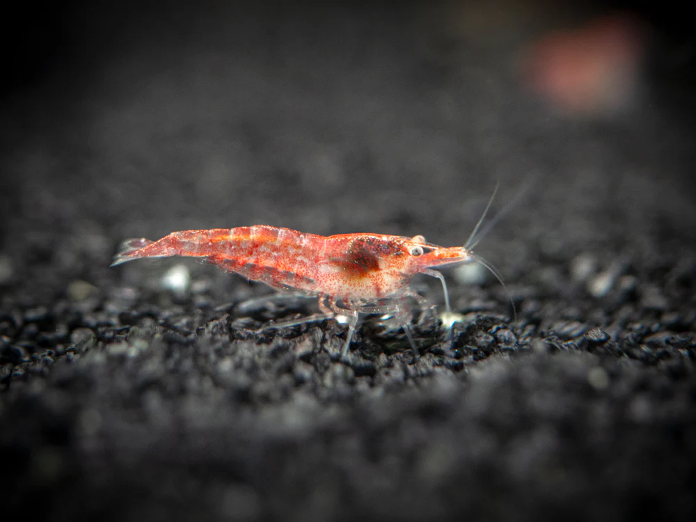 Sakura Red Cherry Shrimp (Neocaridina davidi), Tank-Bred - Nestor' Aquariums & Pets