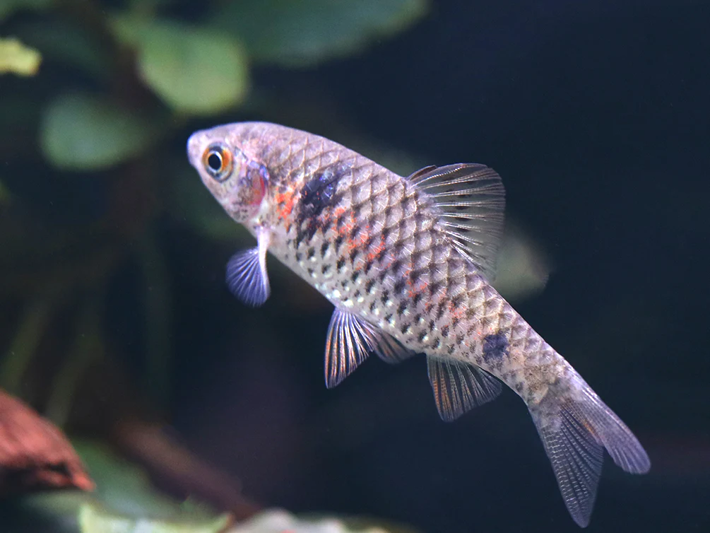 Odessa Barb (Pethia padamya) - Tank-Bred - Nestor' Aquariums & Pets