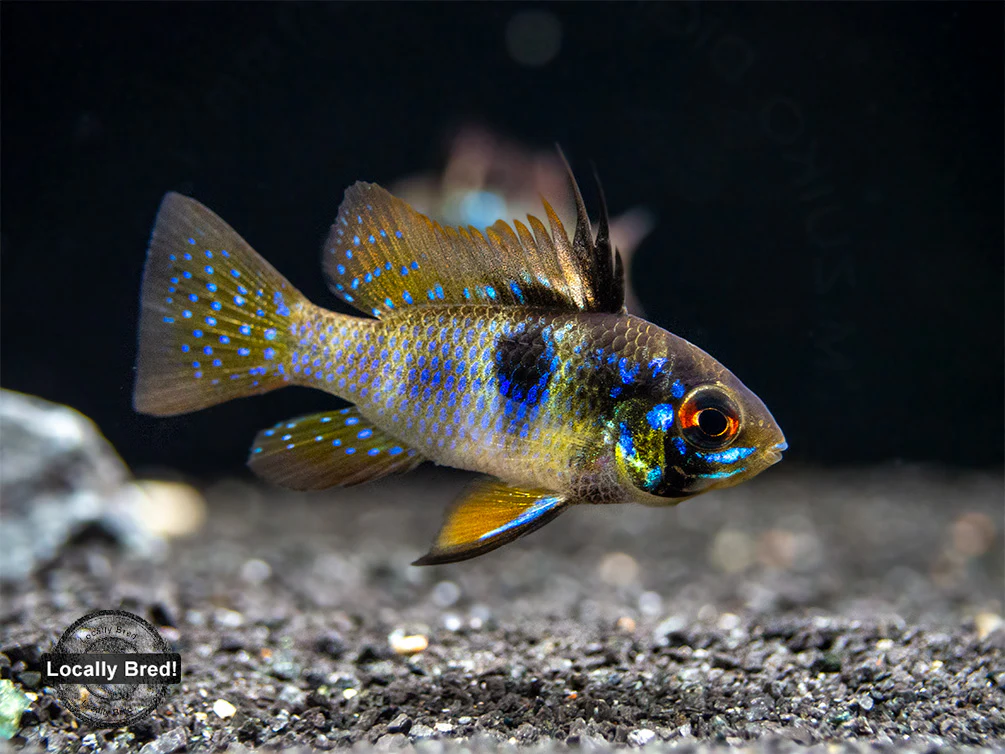 German Blue Ram Dwarf Cichlid (Mikrogeophagus ramirezi) - LOCALLY BRED!!! - Nestor' Aquariums & Pets