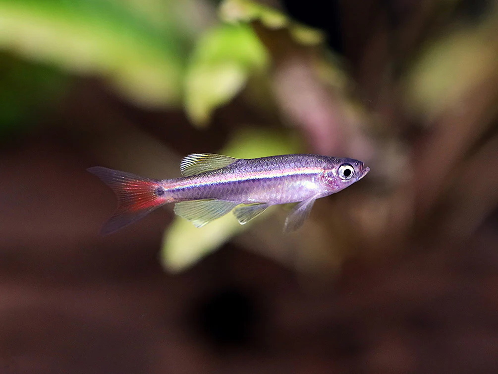 Longfin White Cloud Mountain Minnow (Tanichthys albonubes) – Tank Bred - Nestor' Aquariums & Pets