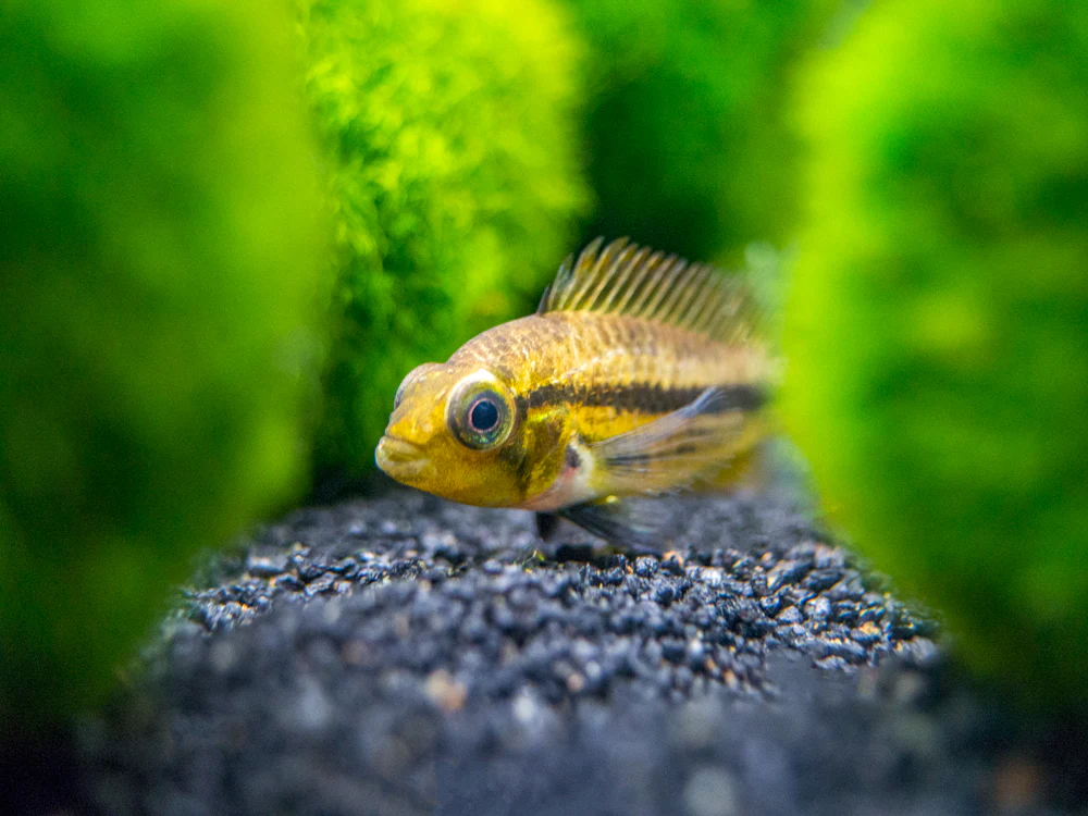 Triple Red Cockatoo Dwarf Cichlid (Apistogramma cacatuoides), Tank-Bred - Nestor' Aquariums & Pets