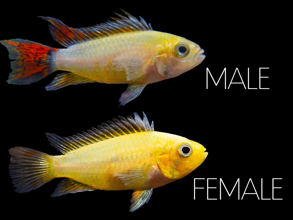 Platinum Double Red Cockatoo Dwarf Cichlid (Apistogramma cacatuoides) - TANK-BRED!!! - Nestor' Aquariums & Pets