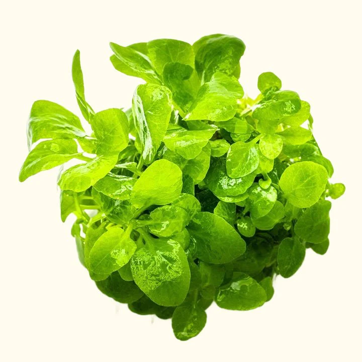 Lobelia cardinalis 'Mini' Tissue Culture - Nestor' Aquariums & Pets