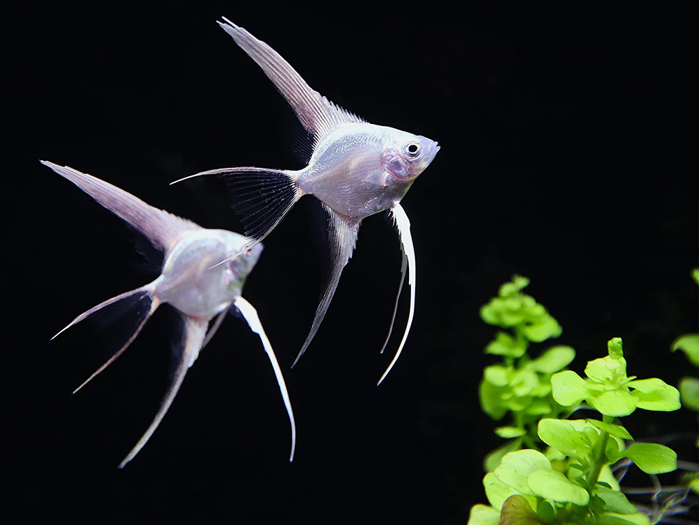 Platinum Veiltail Angelfish (Pterophyllum scalare) – Tank-Bred - Nestor' Aquariums & Pets