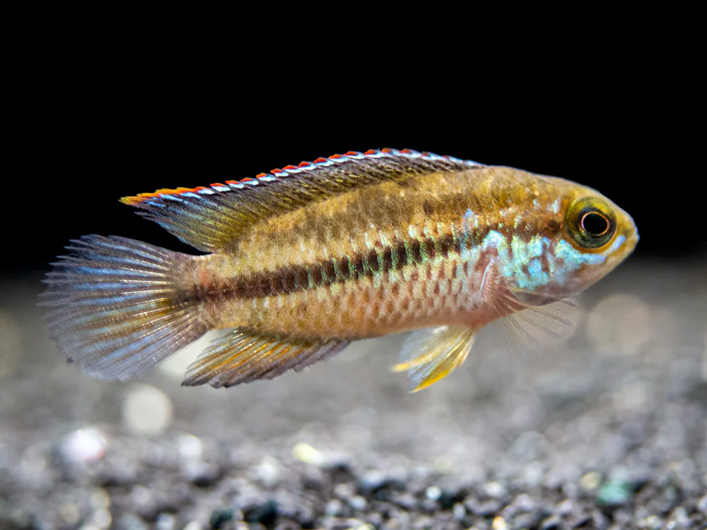 Golden Dwarf Cichlid (Nannacara anomala), - Tank Bred - Nestor' Aquariums & Pets