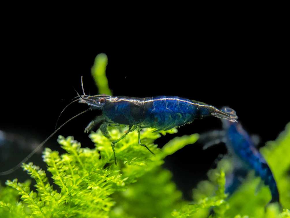 Blue Rili Shrimp (Neocaridina davidi), Tank-Bred - Nestor' Aquariums & Pets