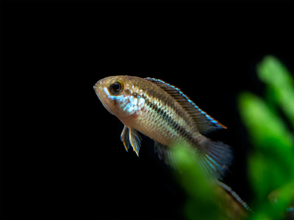 Golden Dwarf Cichlid (Nannacara anomala), - Tank Bred - Nestor' Aquariums & Pets