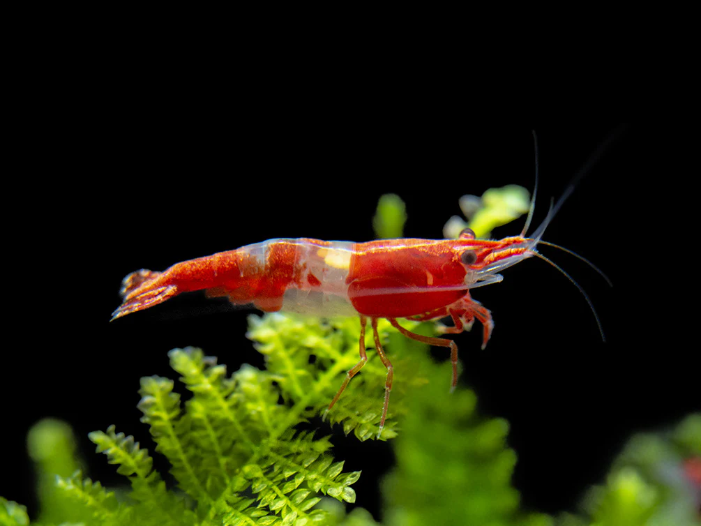 Red Rili Shrimp Breeder Combo Box - Nestor' Aquariums & Pets