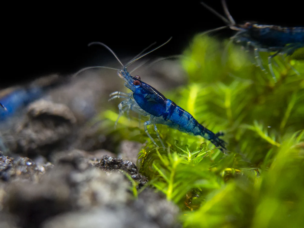Blue Rili Shrimp (Neocaridina davidi), Tank-Bred - Nestor' Aquariums & Pets