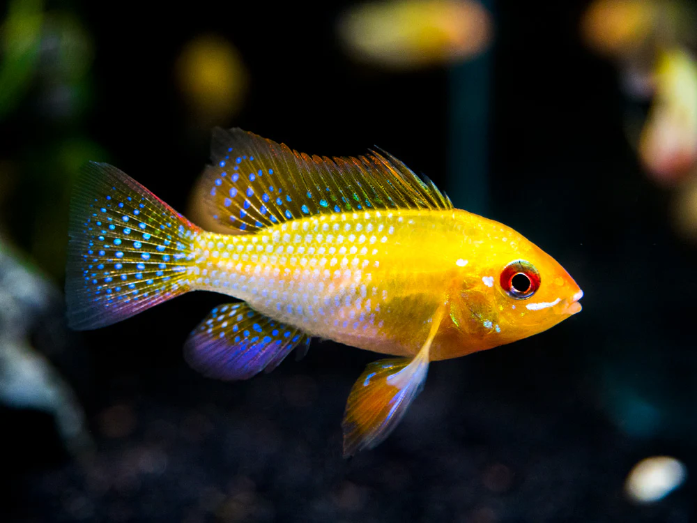 German Gold Ram Dwarf Cichlid (Mikrogeophagus ramirezi var. 