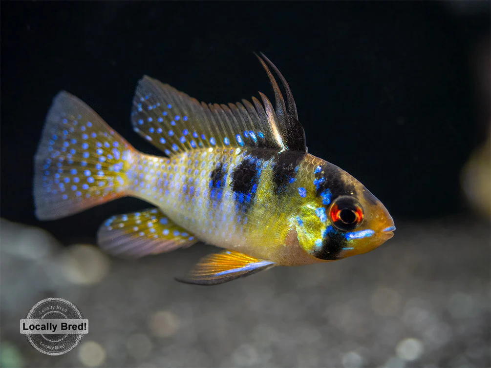 German Blue Ram Dwarf Cichlid (Mikrogeophagus ramirezi) - LOCALLY BRED!!! - Nestor' Aquariums & Pets