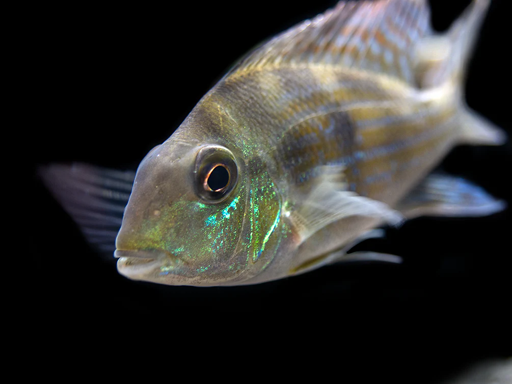 Sven's Eartheater Cichlid (Geophagus sveni), Tank-Bred! - Nestor' Aquariums & Pets
