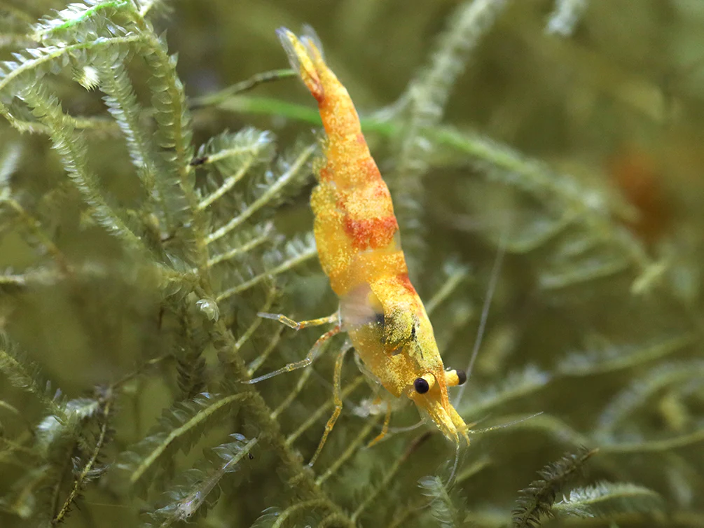 Calico Sunkist Shrimp (Neocaridina Davidi) Tank Bred - Nestor' Aquariums & Pets