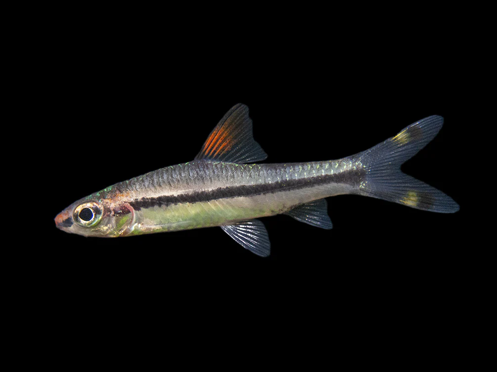 Denison’s Barb (Sahyadria denisonii), Tank-Bred - Nestor' Aquariums & Pets
