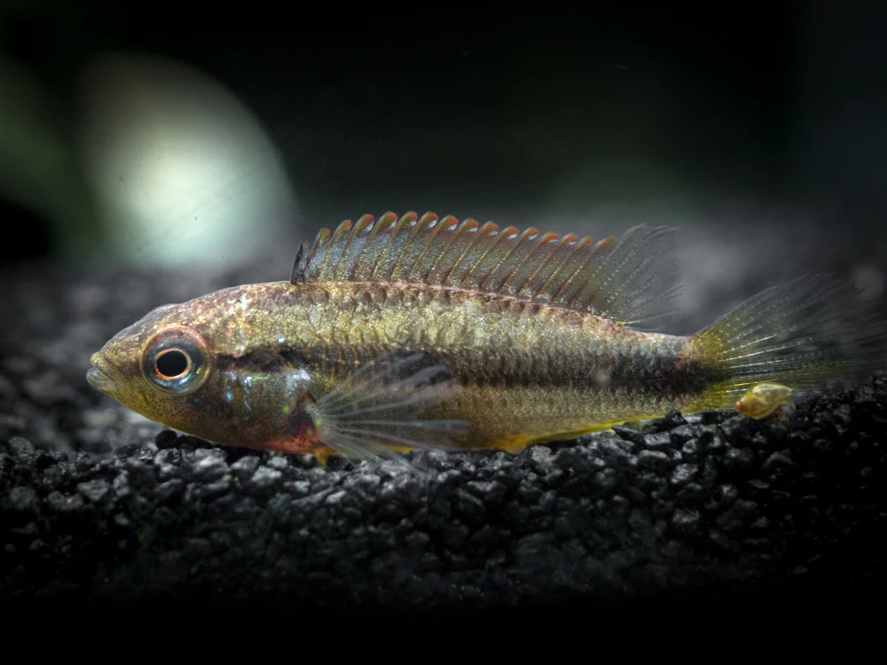 Agassizi's Dwarf Cichlid (Apistogramma cf. agassizii) - Tank-Bred! - Nestor' Aquariums & Pets