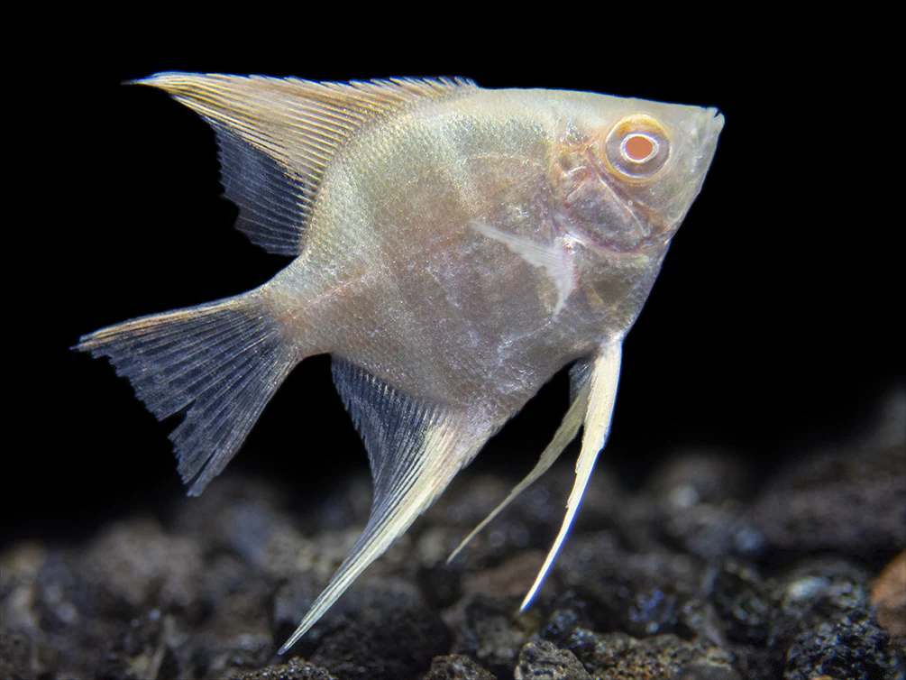 Albino Peruvian Altum Angelfish (Pterophyllum scalare 