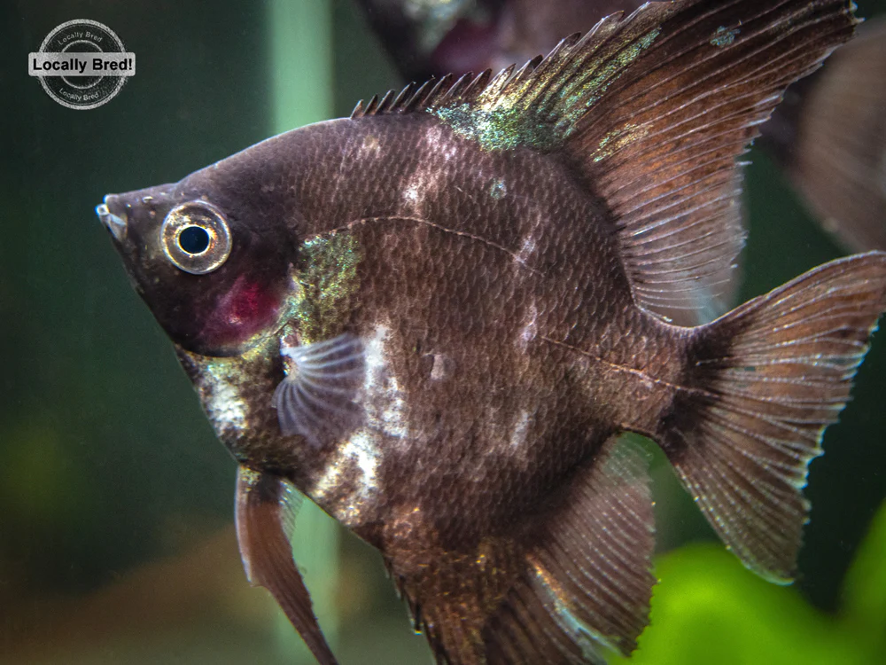 Black Angelfish (Pterophyllum scalare 