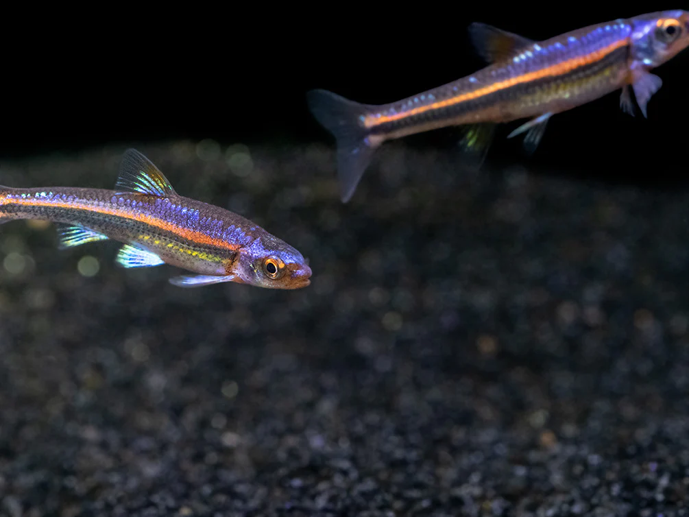 Rainbow Shiner (Notropsis chrosomus), Tank-Bred - Nestor' Aquariums & Pets