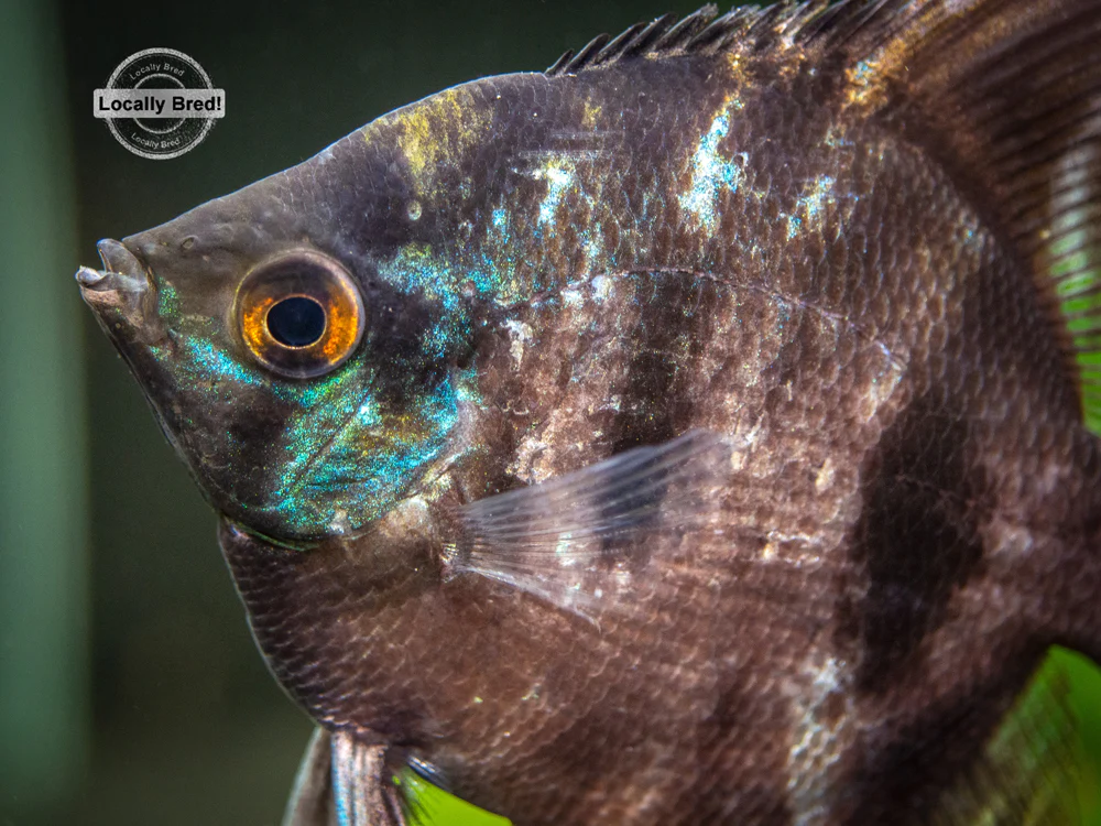 Black Angelfish (Pterophyllum scalare 